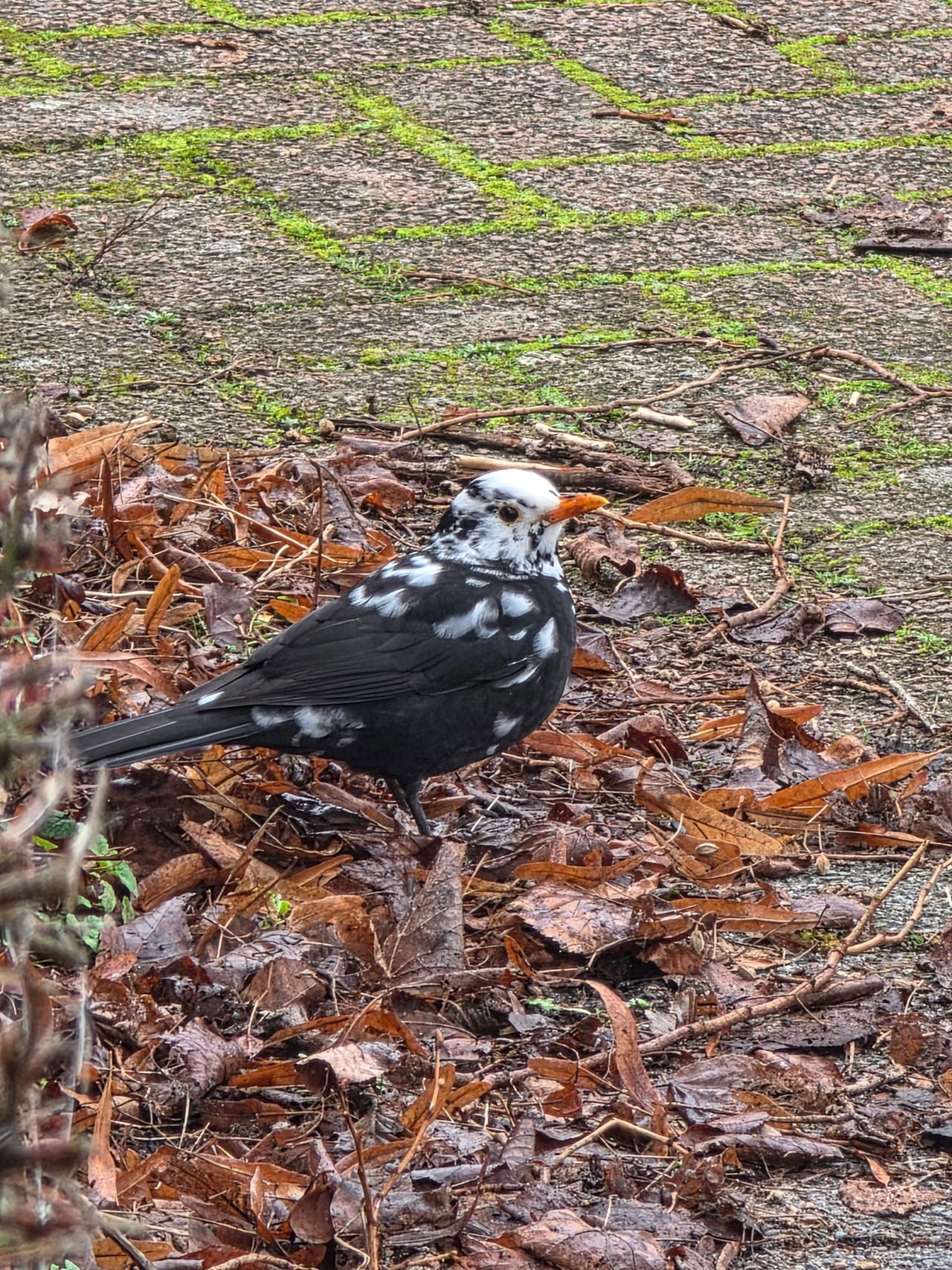 Een merel met leucisme (foto: Peter van Melis).