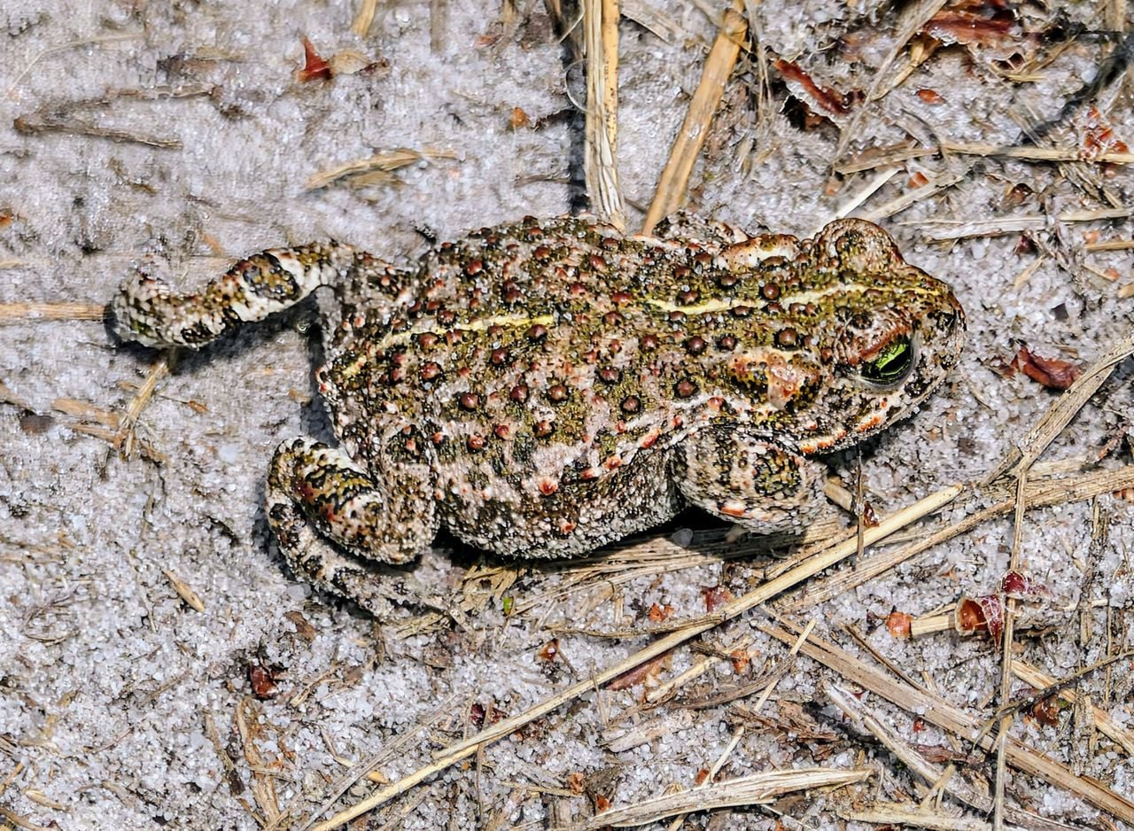 Een rugstreeppad (foto: Marianne Wijten).