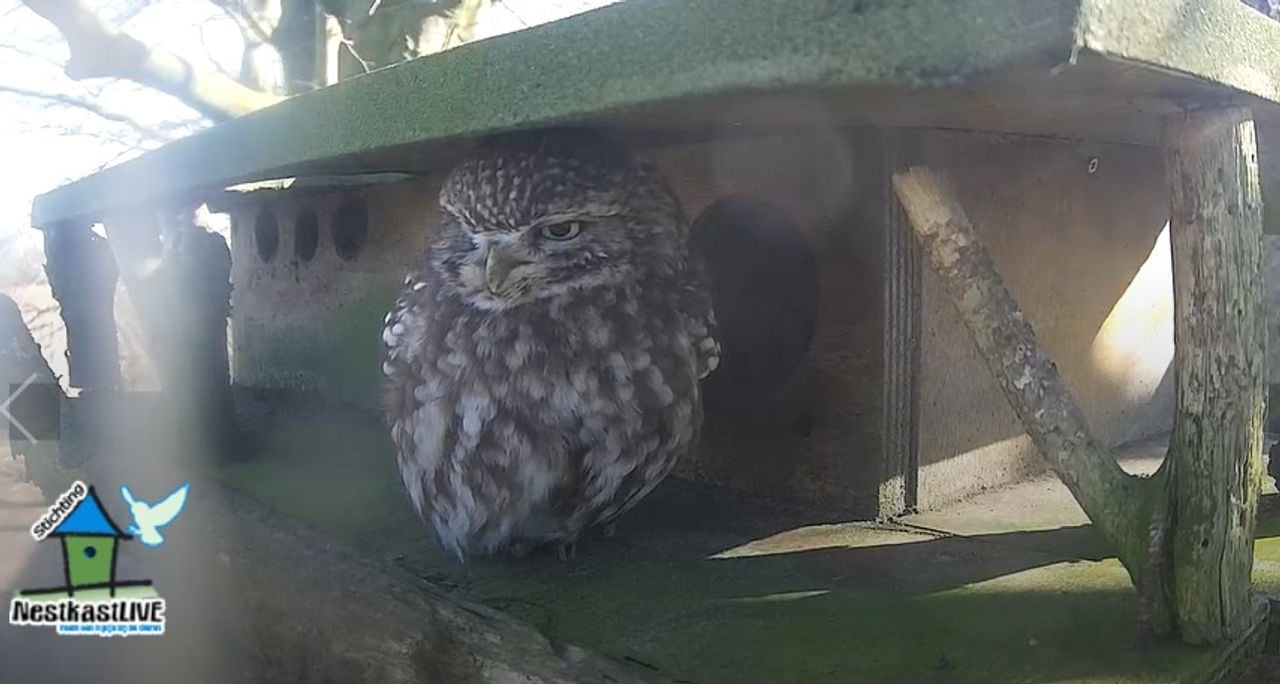 Een steenuil (afbeelding: Nestkastlive). 