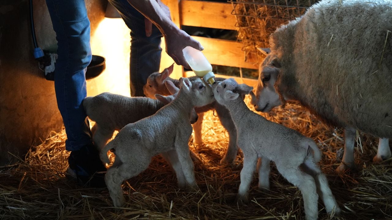 De lammetjes krijgen de fles, zodat ze niks tekort komen (foto: Rochelle Moes).
