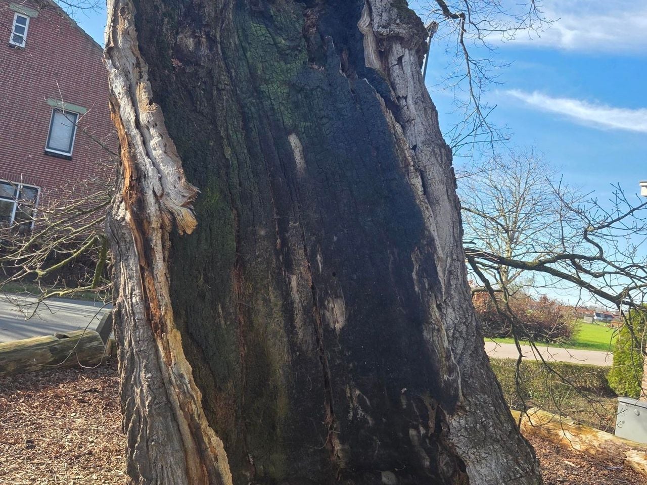De holle binnenkant van de Heilige Eik in Den Hout (foto: Henk van Ingen/Omroep Brabant)