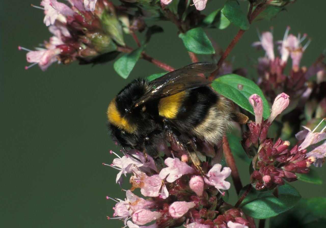 Een aardhommel (foto: Saxifraga/Frits Bink).