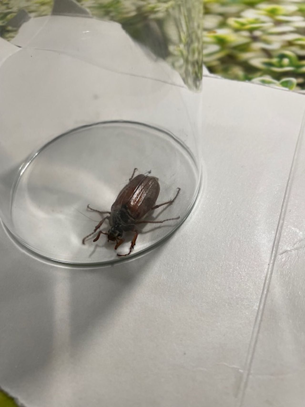 Een meikever (foto: Herman Siepel).