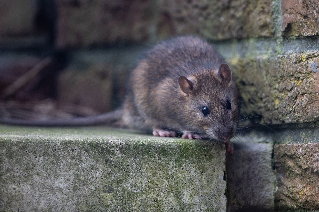 Een bruine rat (foto: Saxifraga/Luc Hoogenstein).