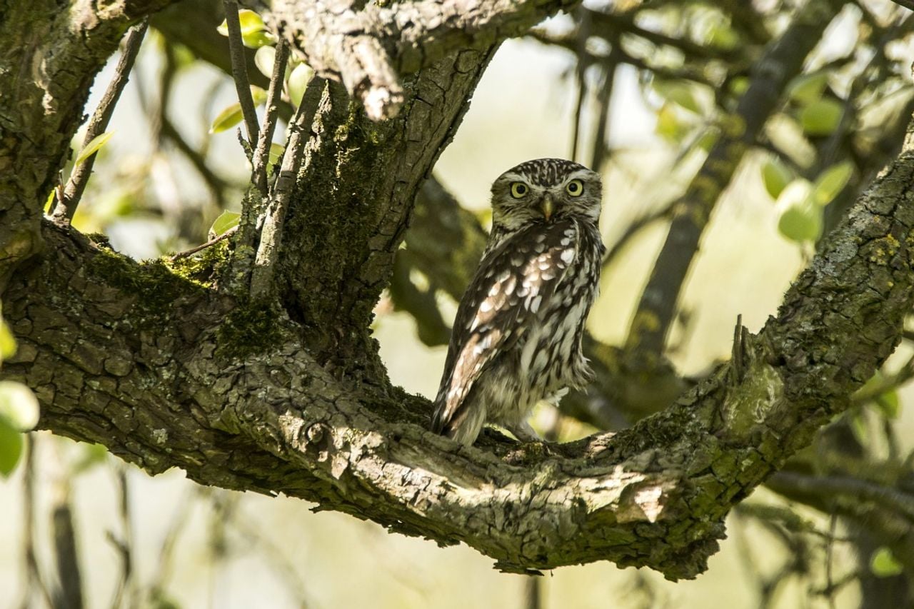 Een steenuil (foto: Saxifraga/Theo Verstrael).