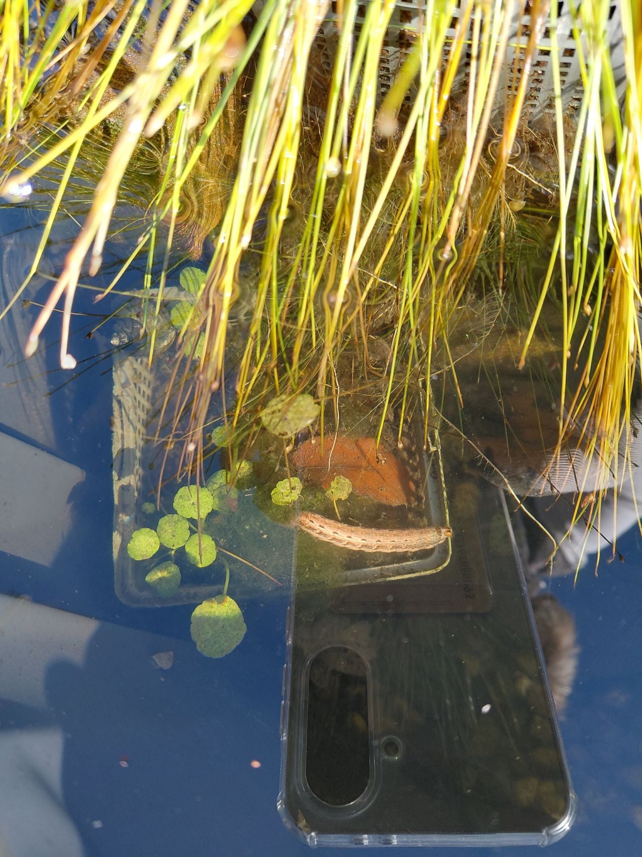 De rups van de nachtvlinder huismoeder (foto: Wilga de Waard-Lodder).