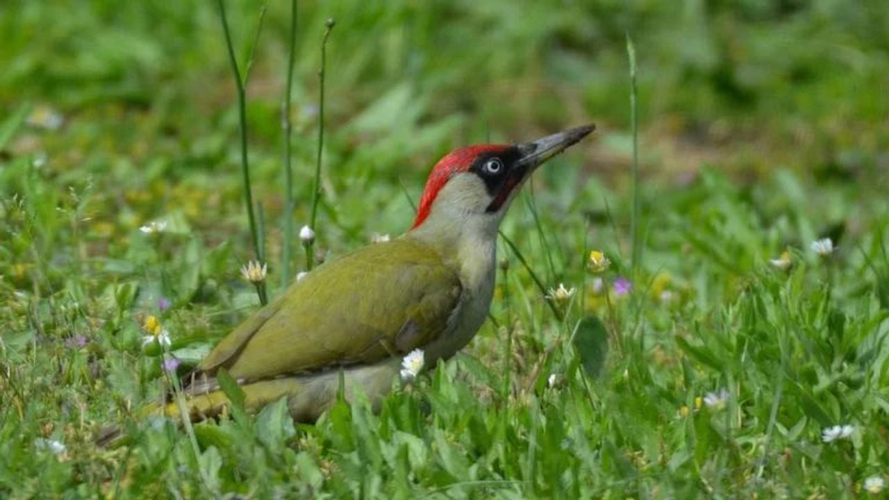 Een groene specht (foto: Valpictures 44 Pixabay).