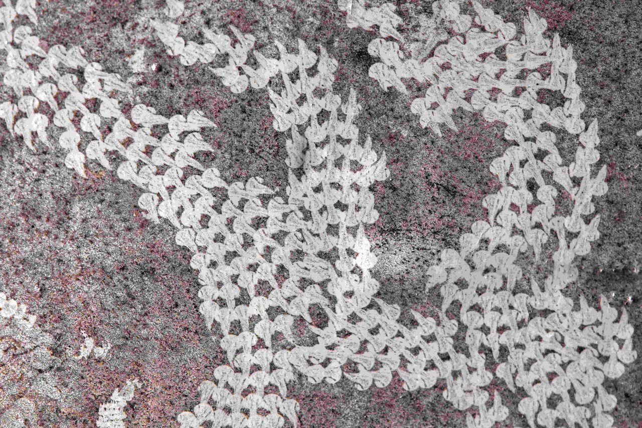 Vraatsporen van een huisjesslak (foto: Wim van Diem).