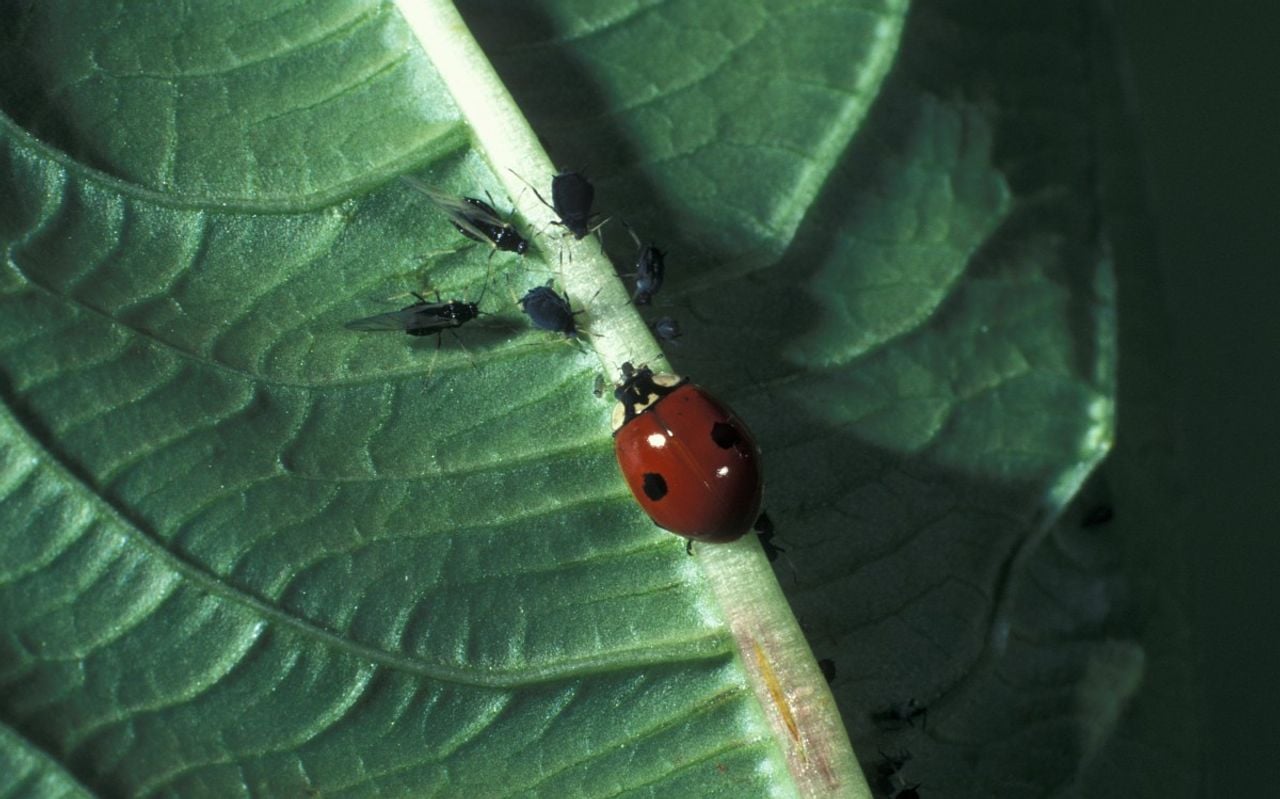 Een tweestippelig lieveheersbeestje (foto: Saxifraga/Frits Bink).
