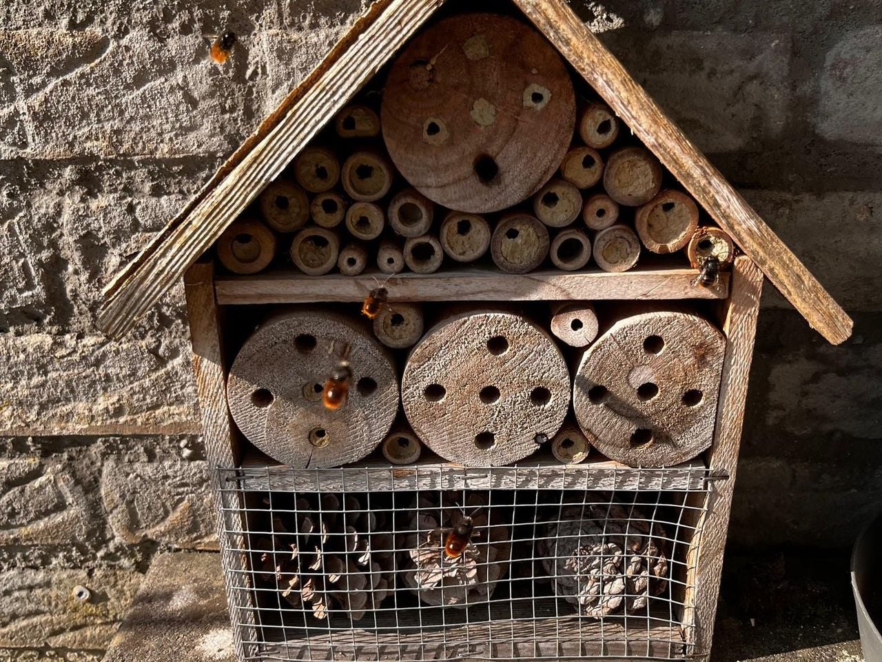Gehoornde metselbijen (foto: Eva van de Pol).