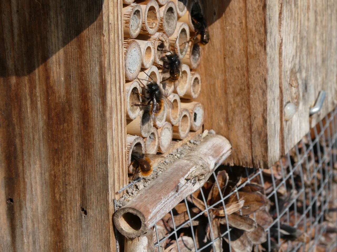 Gehoornde metselbijen (foto: Yvonne Rommelaars).