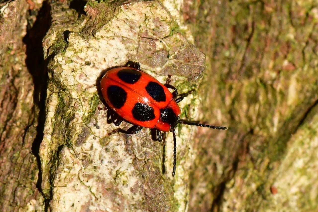 Een viervlekschimmelvreter (foto: Bas van Sambeek).