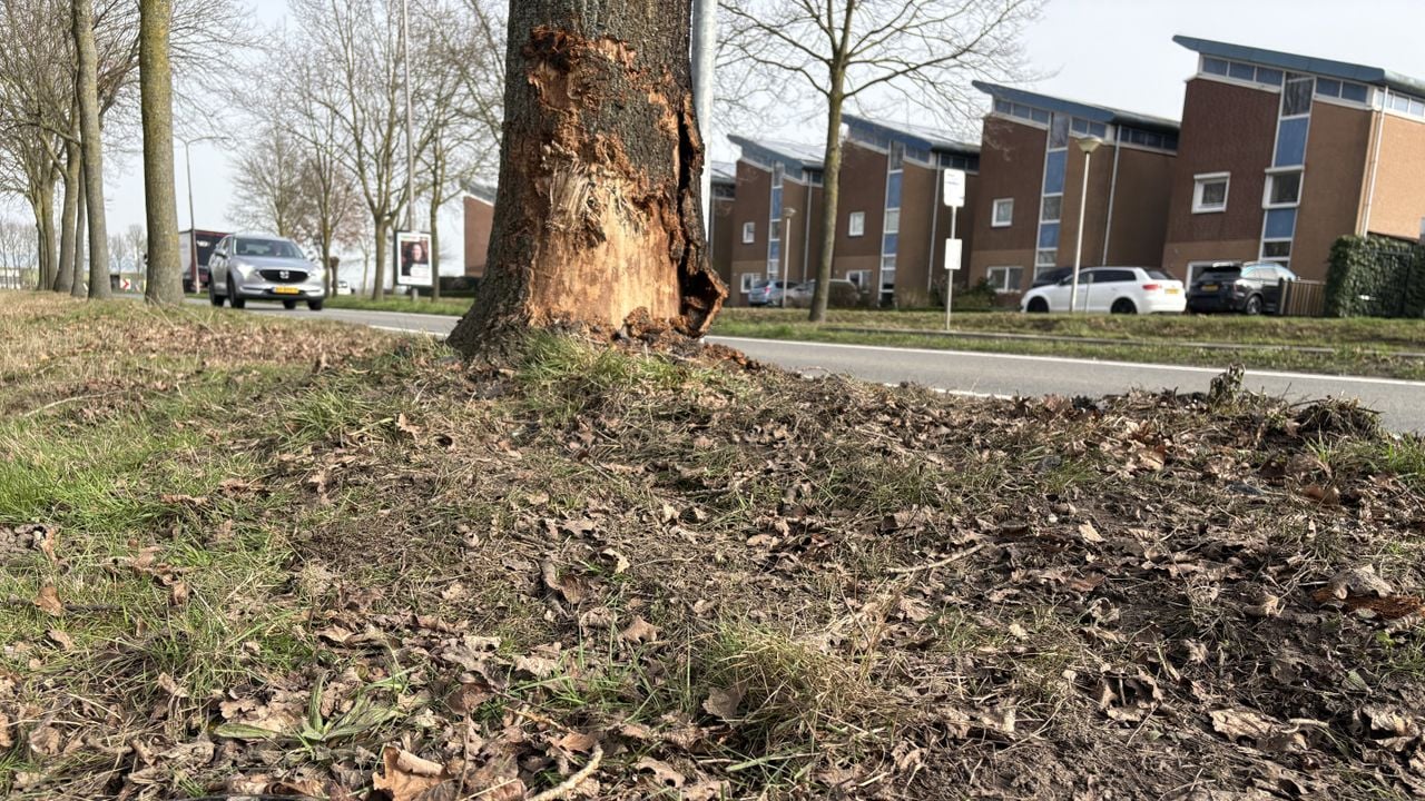 Een auto knalde op deze boom op de Rijsdijk in Etten-Leur en vloog in brand (foto: Wilco Zonneveld).