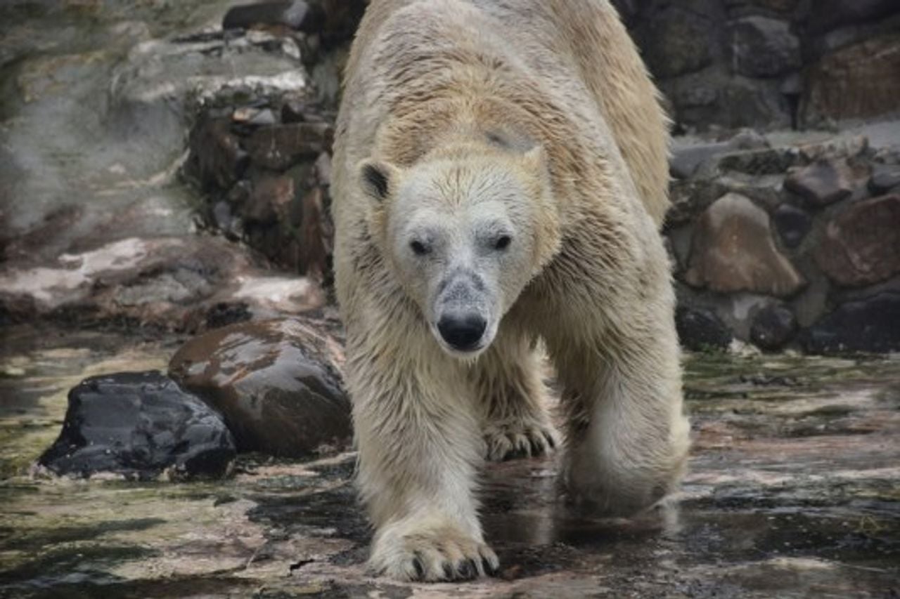 IJsbeer Nanuk is gearriveerd vanuit België (foto:  Eindhoven Zoo).