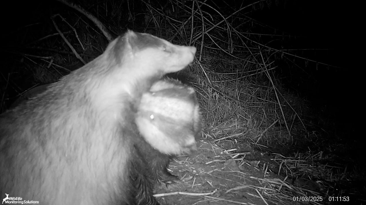 De dassen hebben het erg gezellig met elkaar bij de aangelegde dassenburcht naast het spoor bij Ravenstein (foto: ProRail).