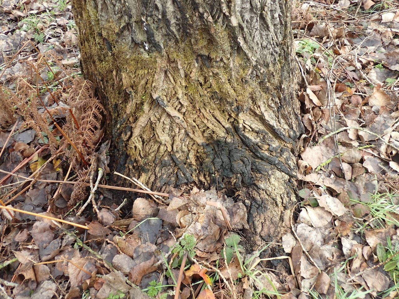 Zwarte vlekken op een populierenstam (foto: Cor Kuijstermans).