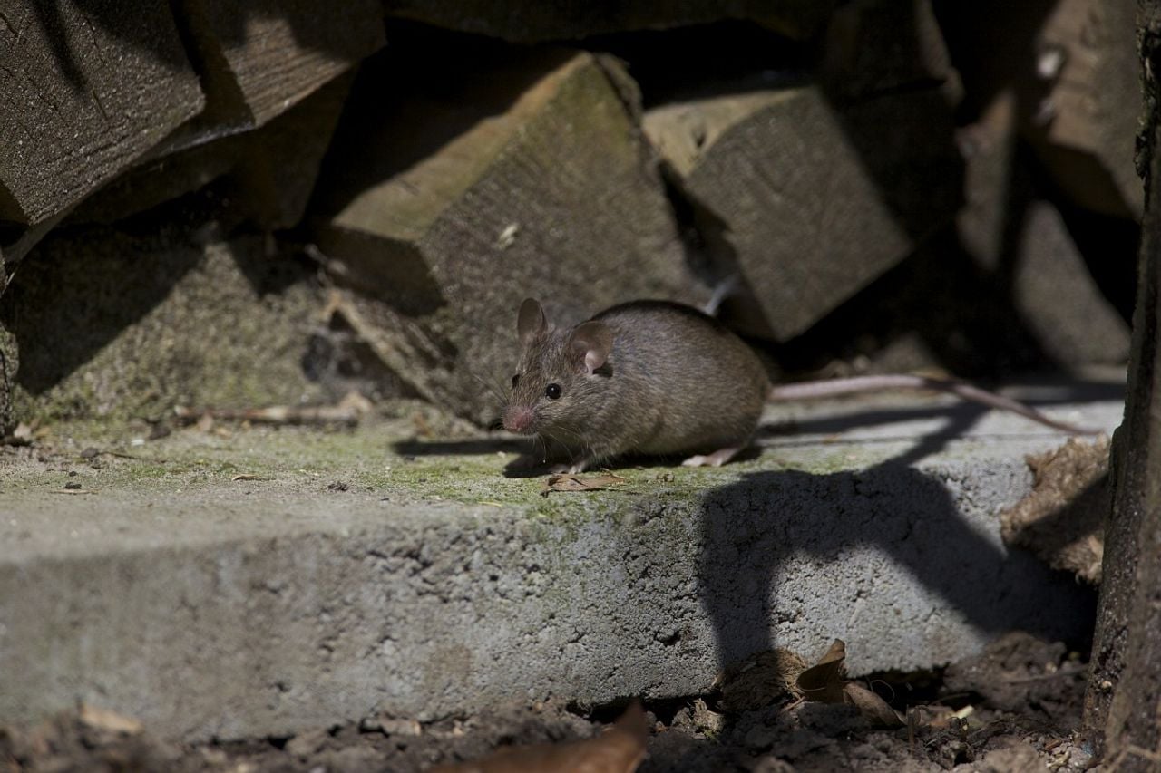 Een huismuis (foto: Saxifraga/Luc Hoogenstein).