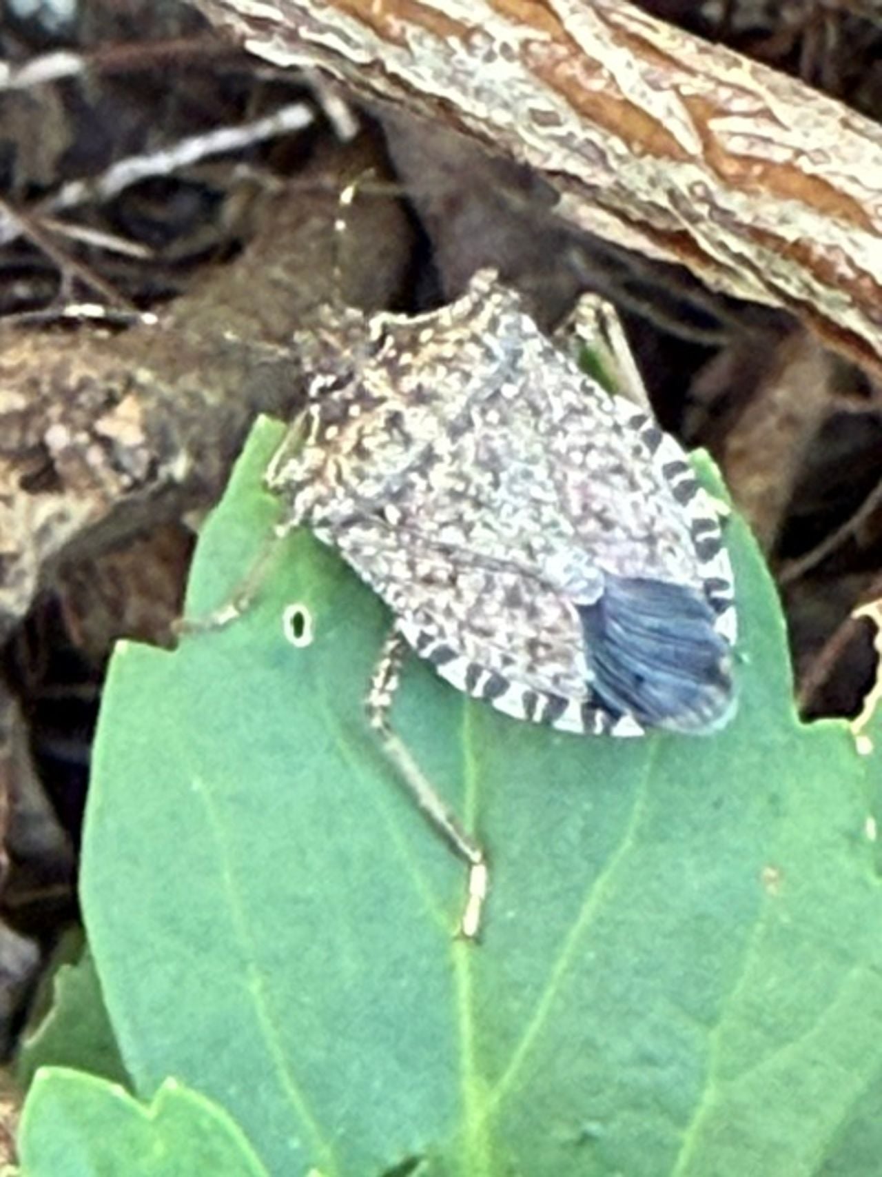Een bruingemarmerde schildwants (foto: Roland Raijmakers).