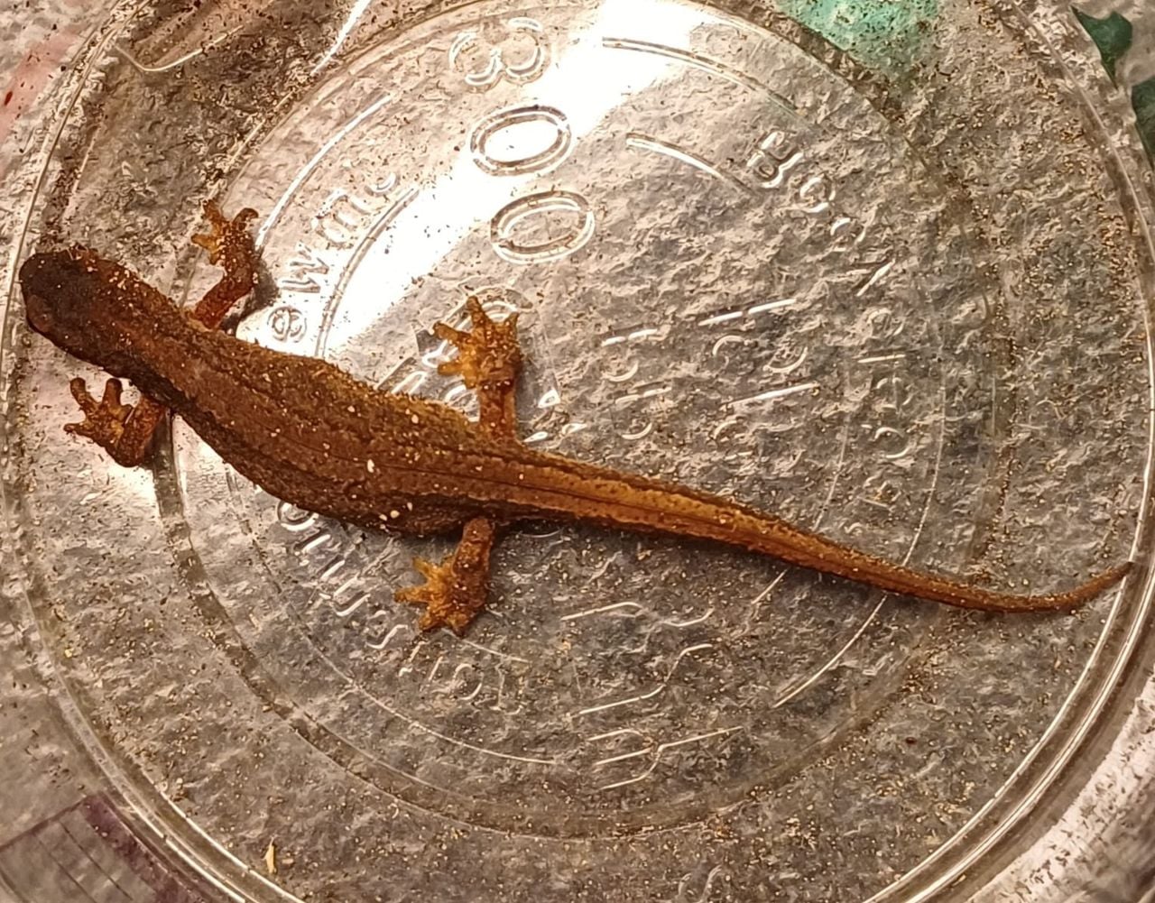 Een kleine watersalamander (foto: Nelly van der Heijden).