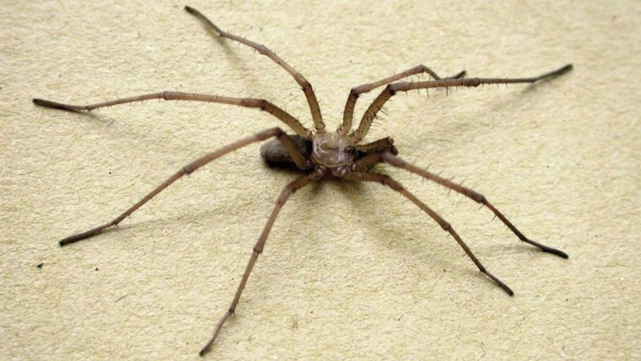 Een gewone huisspin. 