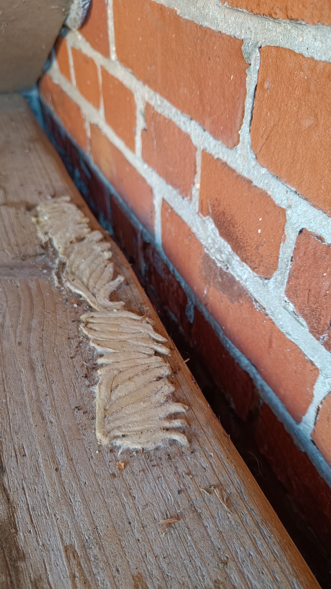 Cocons van de hommelnestmot (foto: Henriëtte Eken).