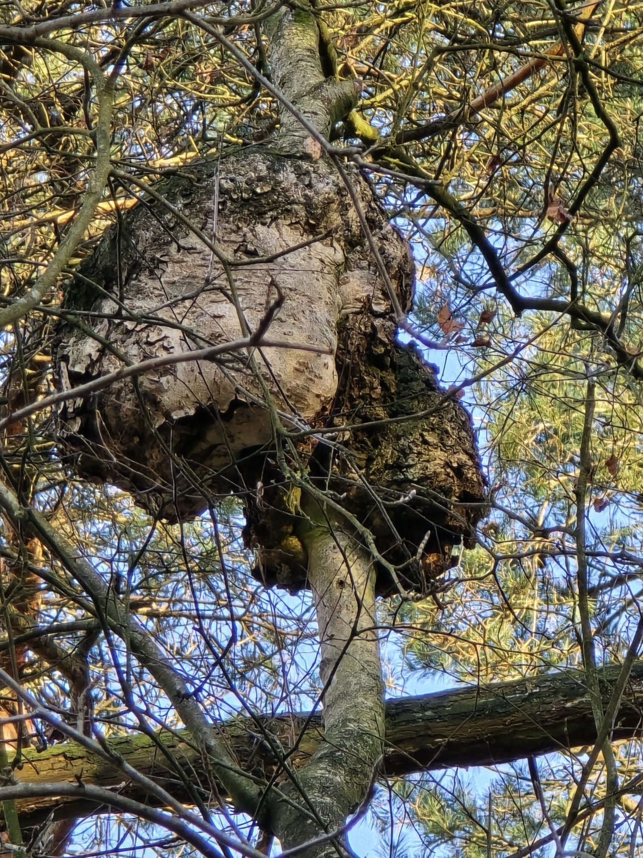 Twee warrelknoesten (foto: René Elberse).