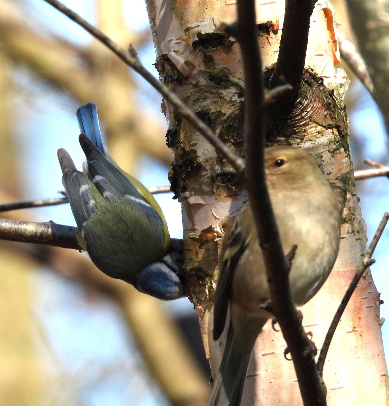 Andere vogels op de berk (foto: Andre van Drunen).