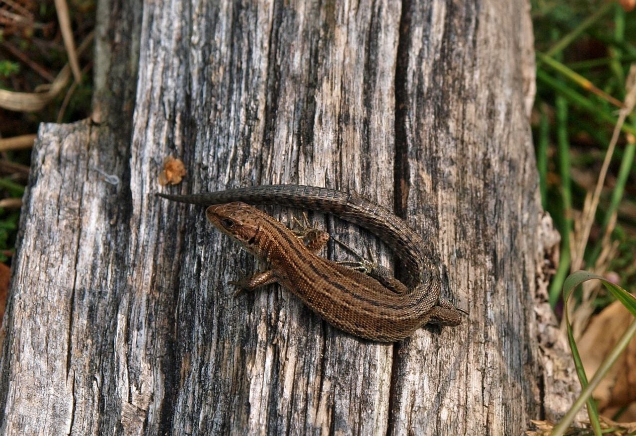 Een levendbarende hagedis (foto: Saxifraga/Hans Dekker).