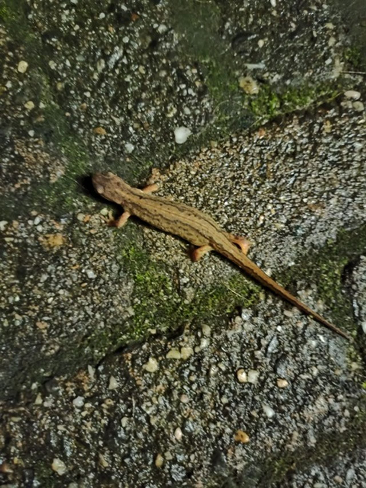 Een kleine watersalamander (foto: Marjon Sips).