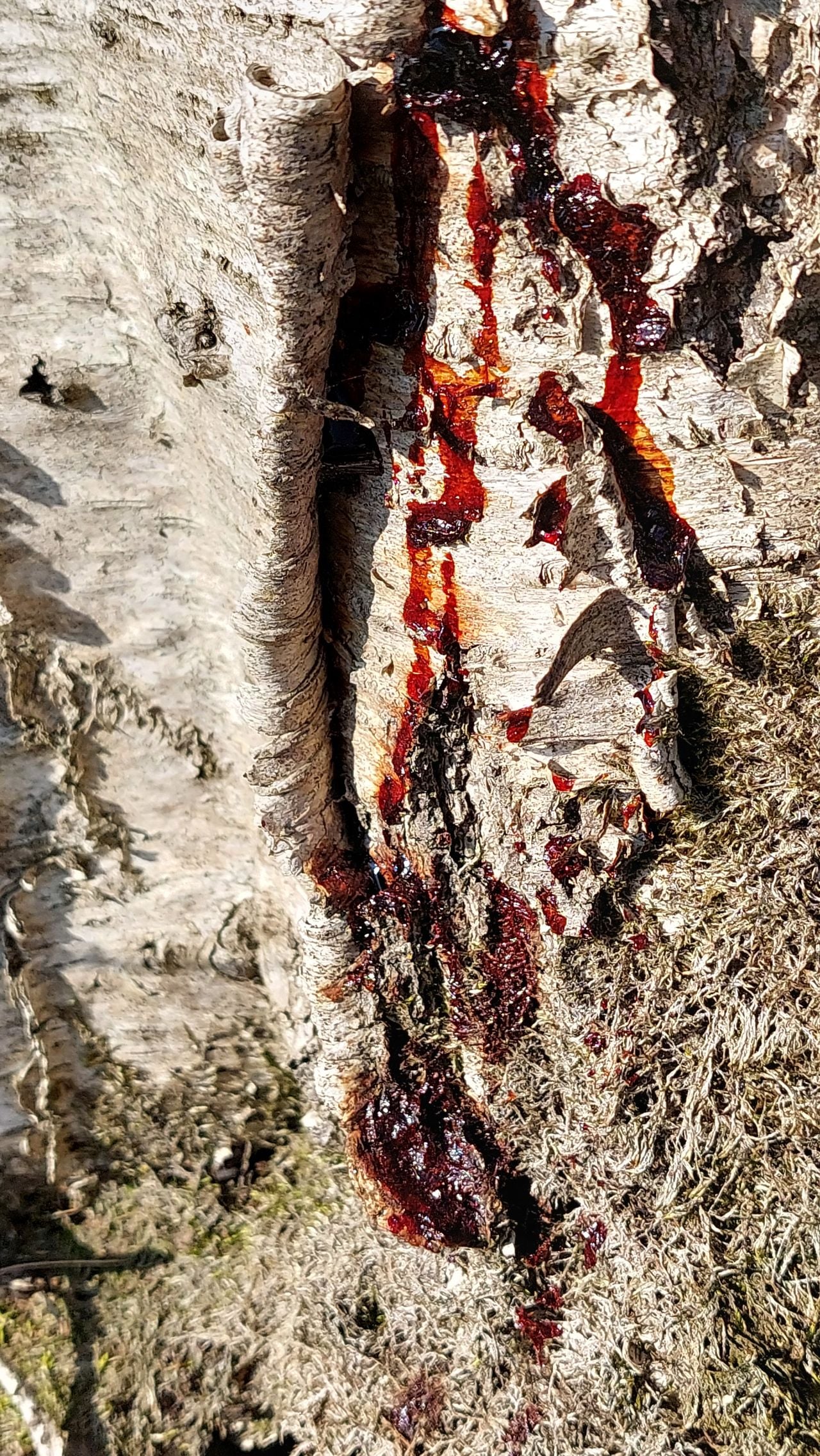 Het bloeden van een berkenstam (foto: Elvira Rombouts).