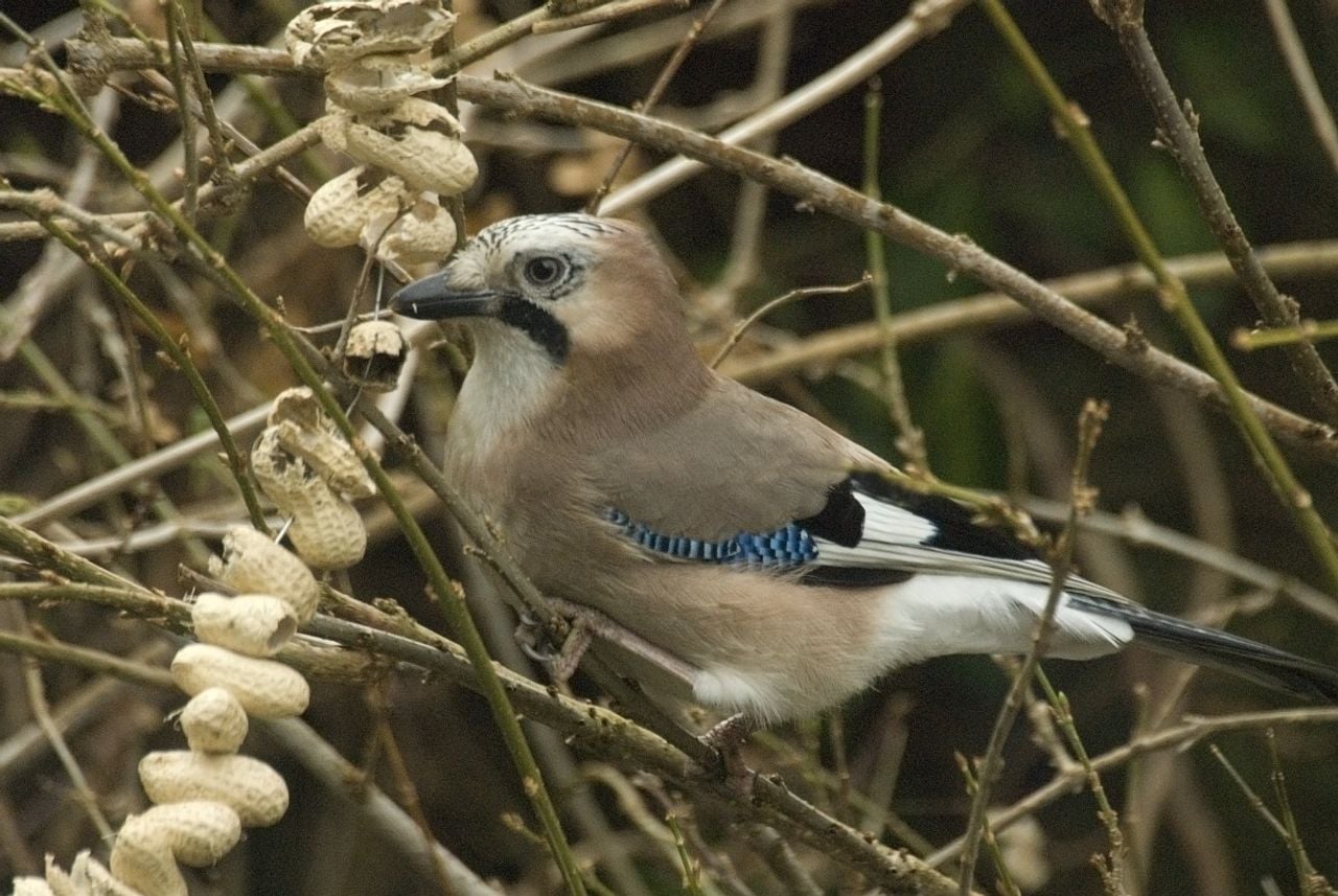 Een Vlaamse gaai (foto: Saxifraga/Jan van der Straaten).
