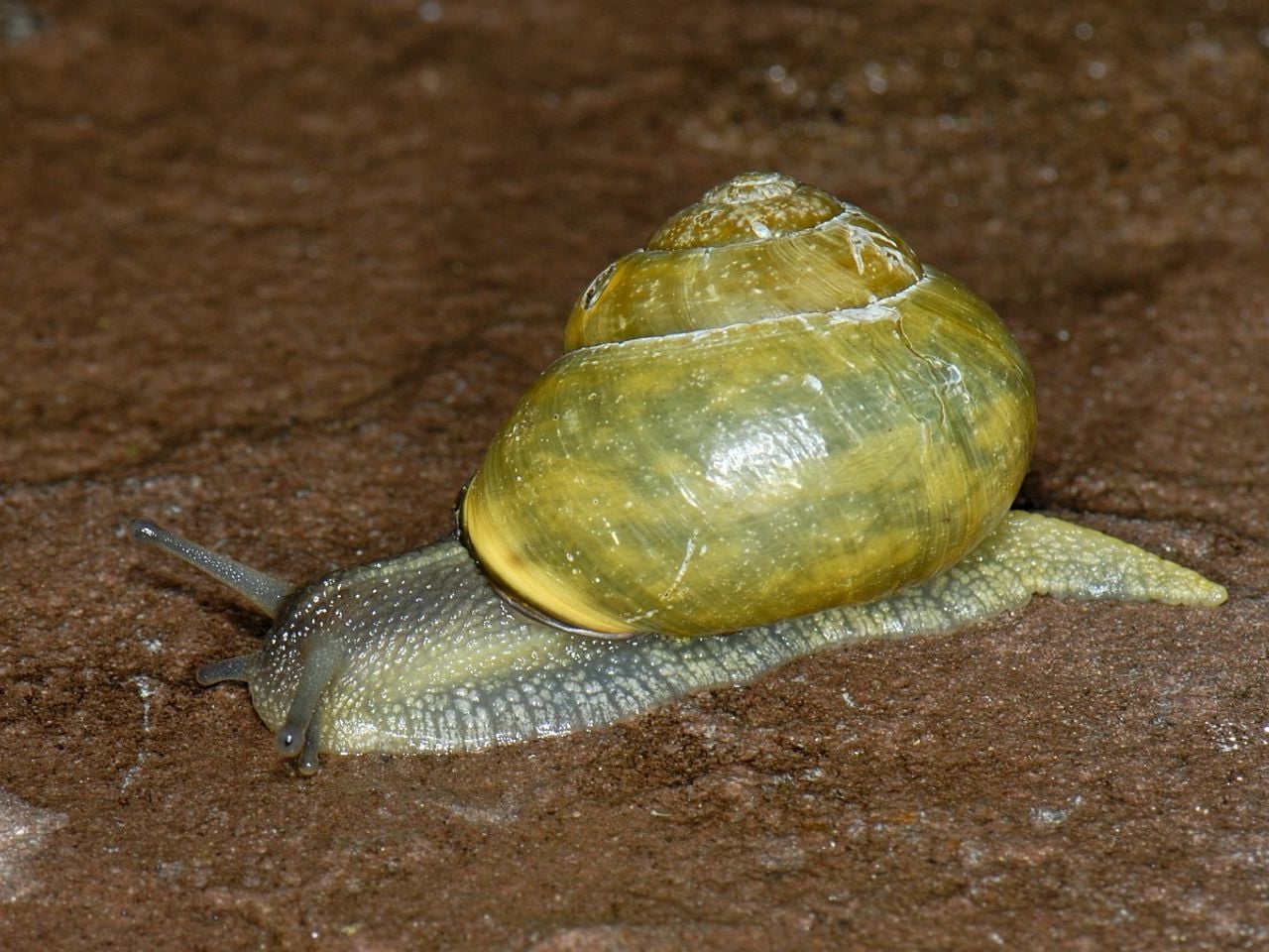 Een gewone tuinslak (foto: Saxifraga/Ab H. Baas).