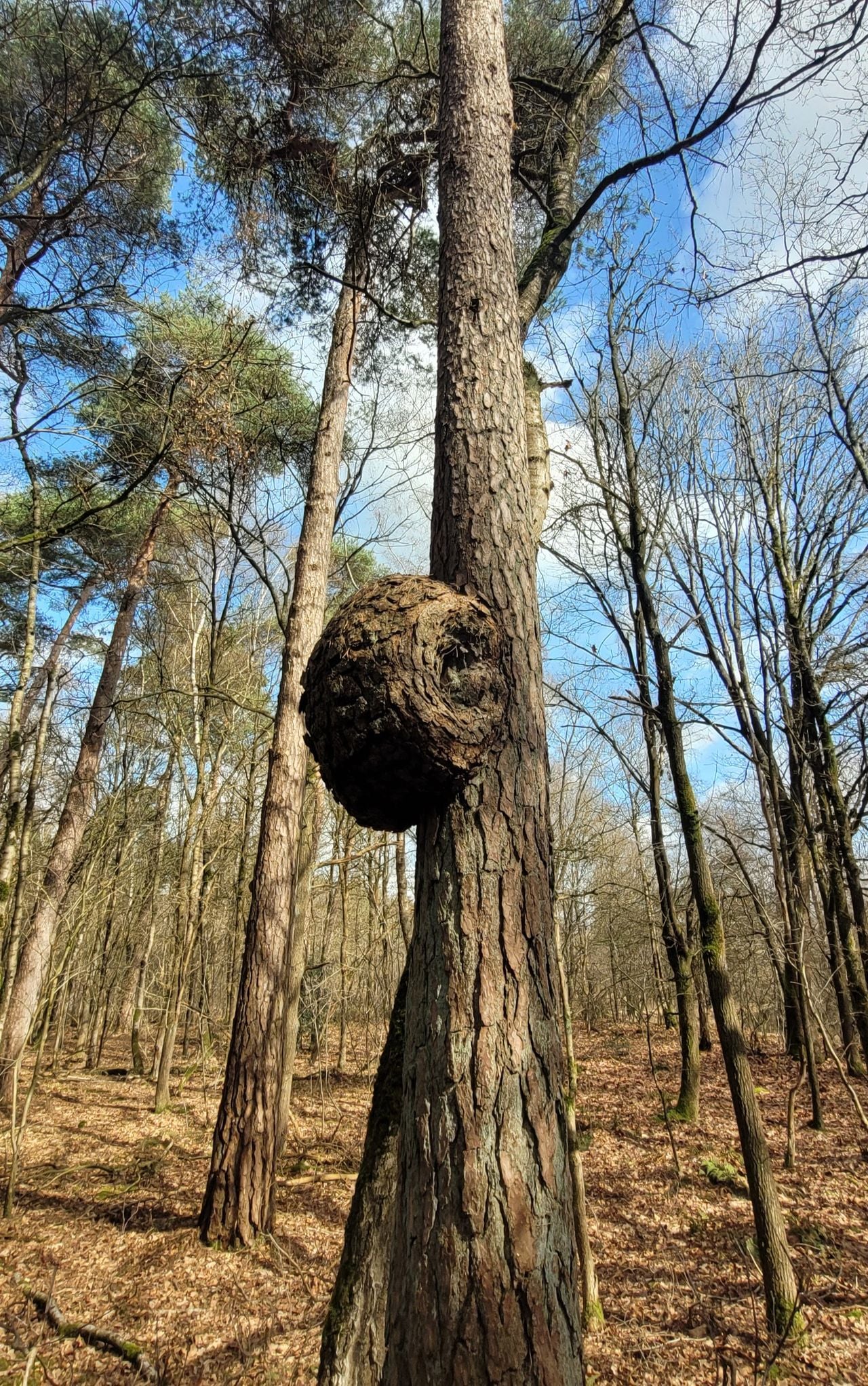 Een warrelknoest (foto: Berry Swaans).