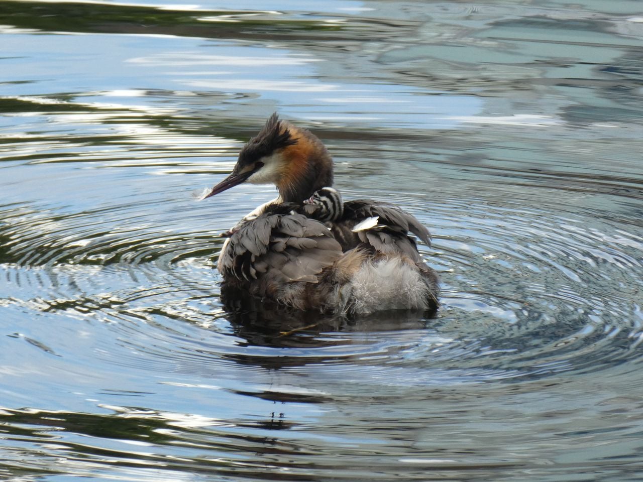 Een fuut met een jonge fuut op de rug (foto: Yvonne Rommelaars).