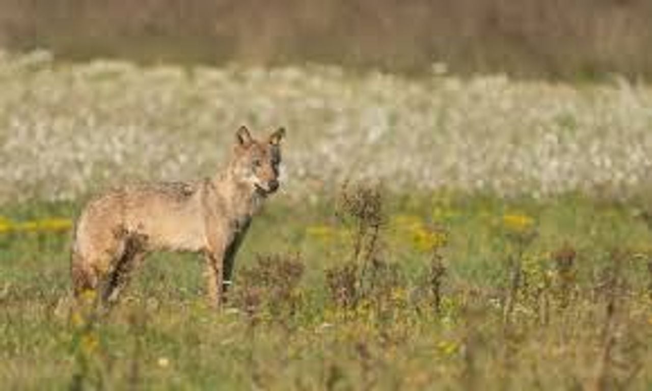 Terugkeer van de wolf in de Nederlandse natuur (foto: Natuurmonumenten).