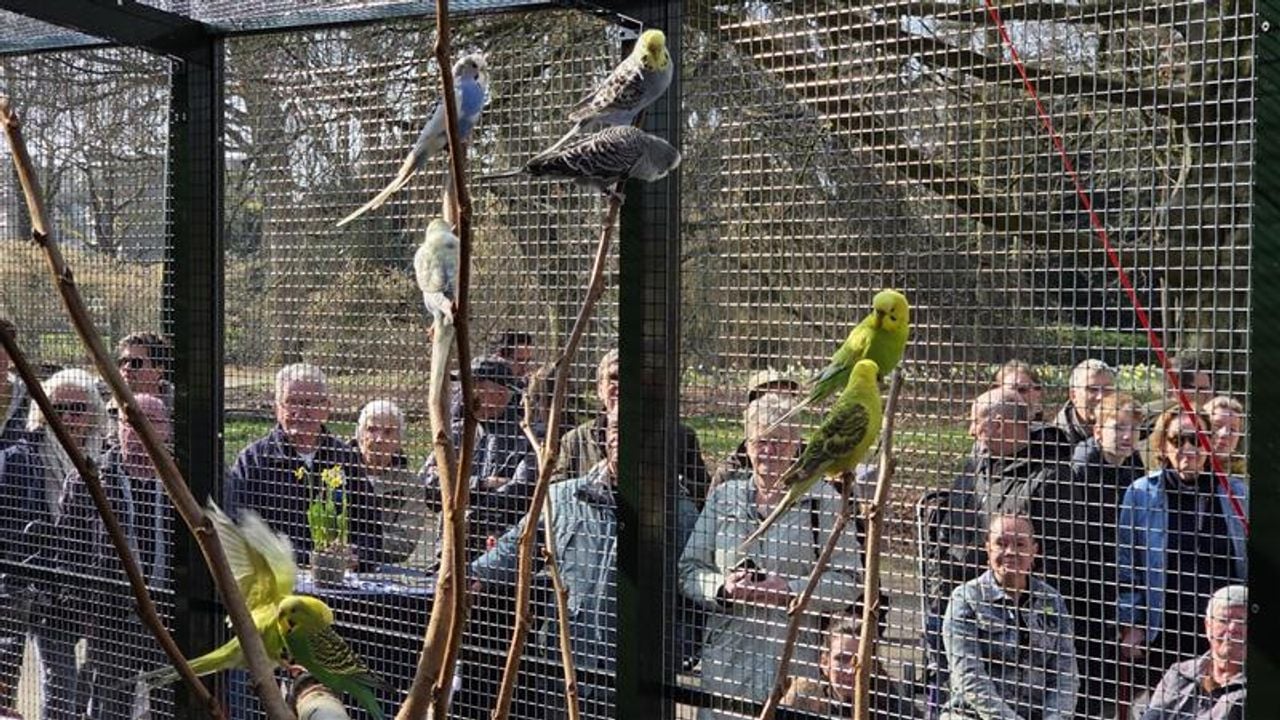 Er kwamen veel geïnteresseerden kijken naar de nieuwe bewoners van de stadsvolière (foto: Noël van Hooft). 