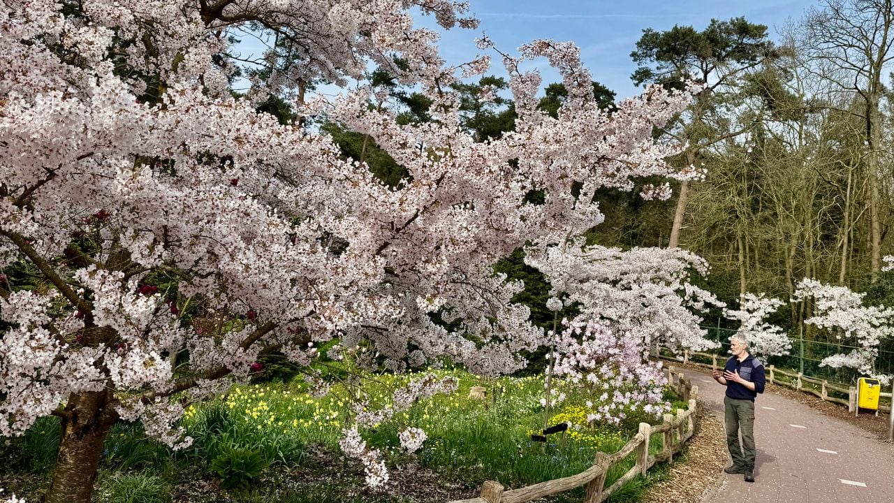 De uitbundige bloesem langs het fietspad in Ossendrecht (foto: Erik Peeters).