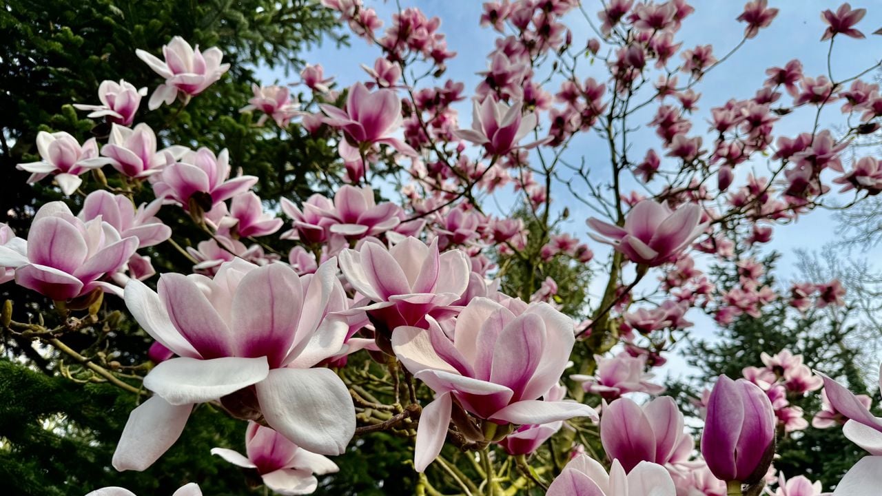 Nu zijn er er vooral witte en roze bloemen te bewonderen, later komen de gele magnolia's in bloei (foto: Erik Peeters).