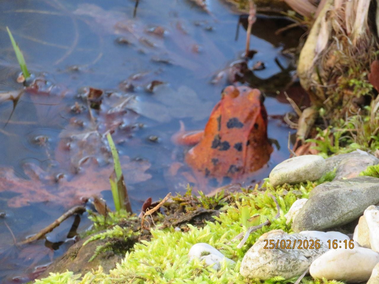 Een vreemd gekleurde bruine kikker (foto: Peter van Tooren).
