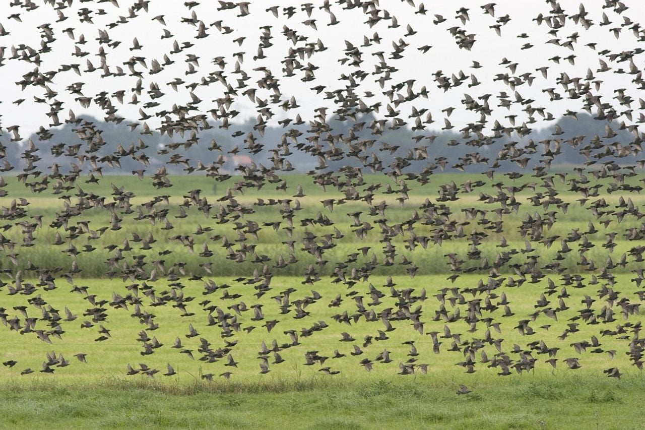 Een spreeuwenzwerm (foto: Saxifraga/Luc Hoogenstein).