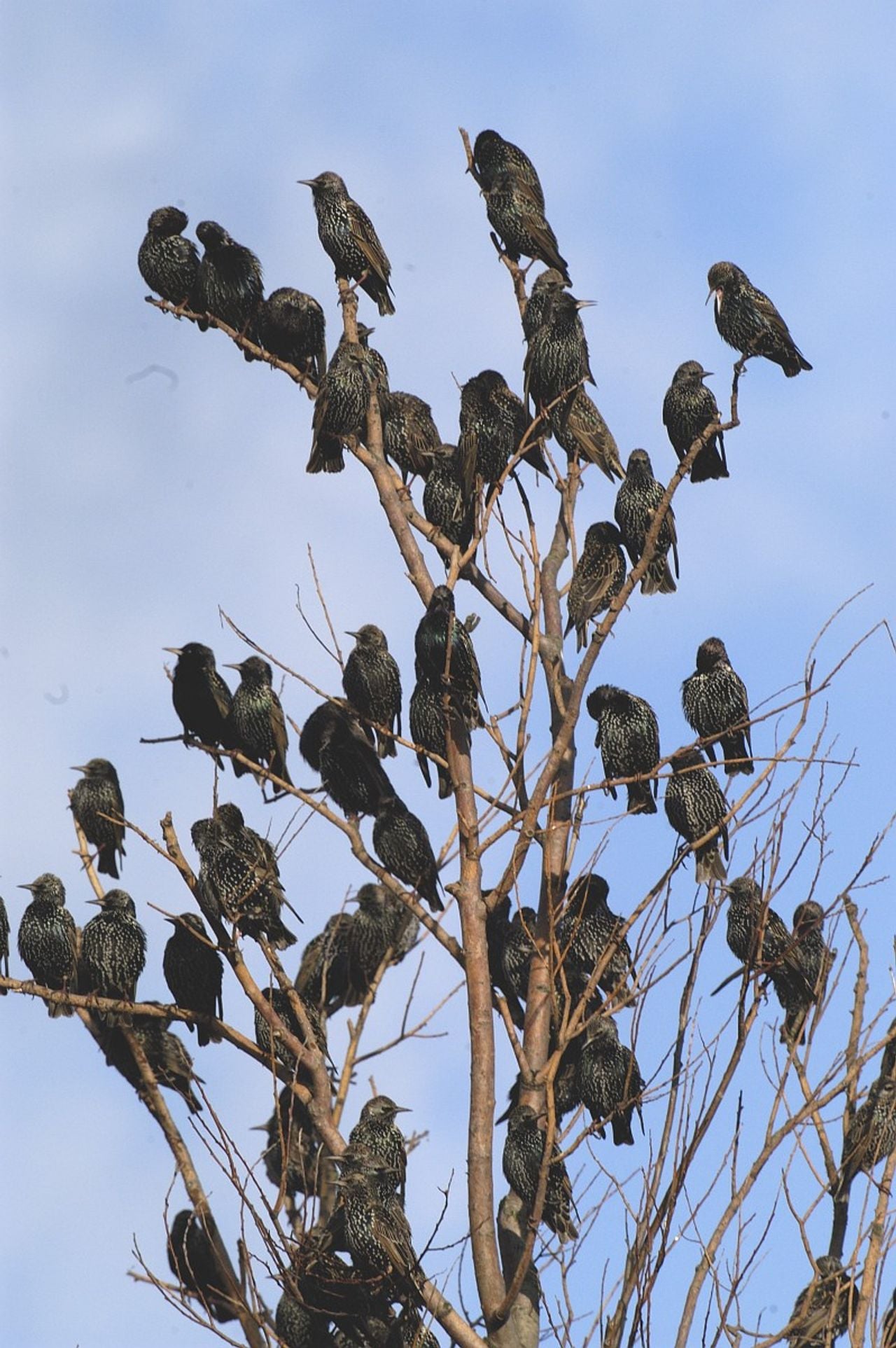 Een rustende zwerm spreeuwen (foto: Saxifraga/Piet Munsterman).