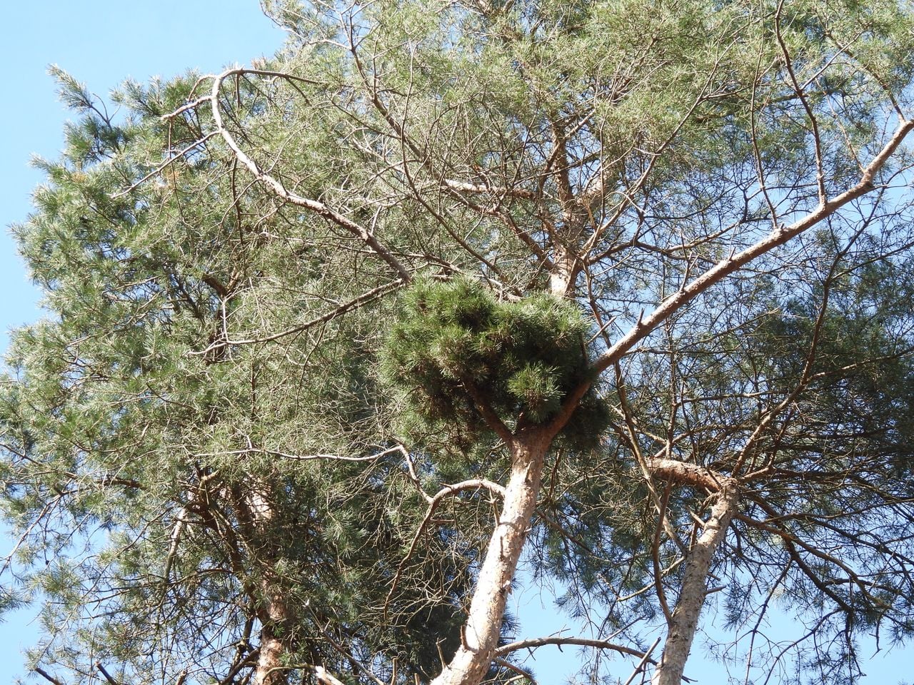Een heksenbezem op een den (foto: André van Drunen).