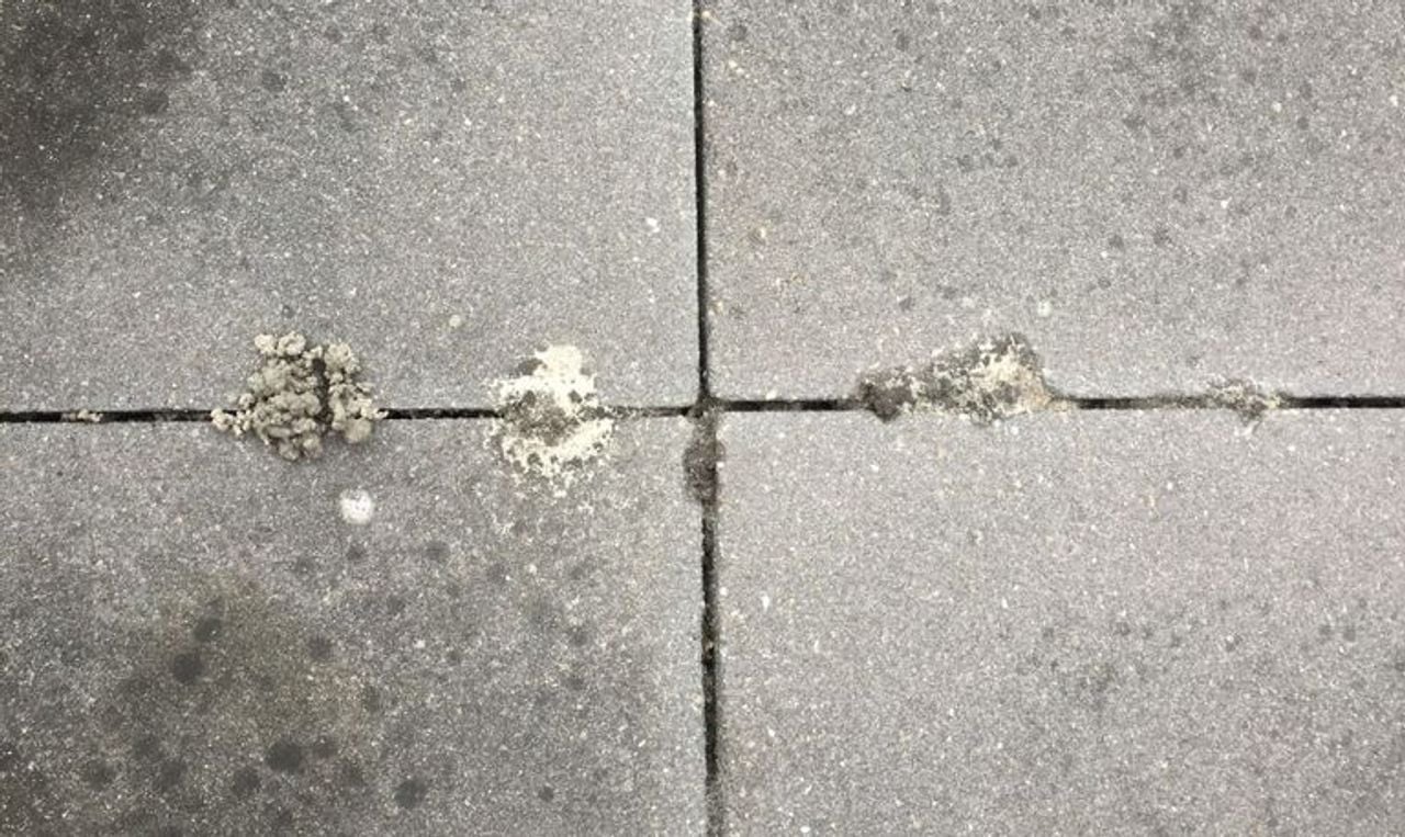 Hoopjes regenwormen tussen de tegels (foto: Ria van de Loo).