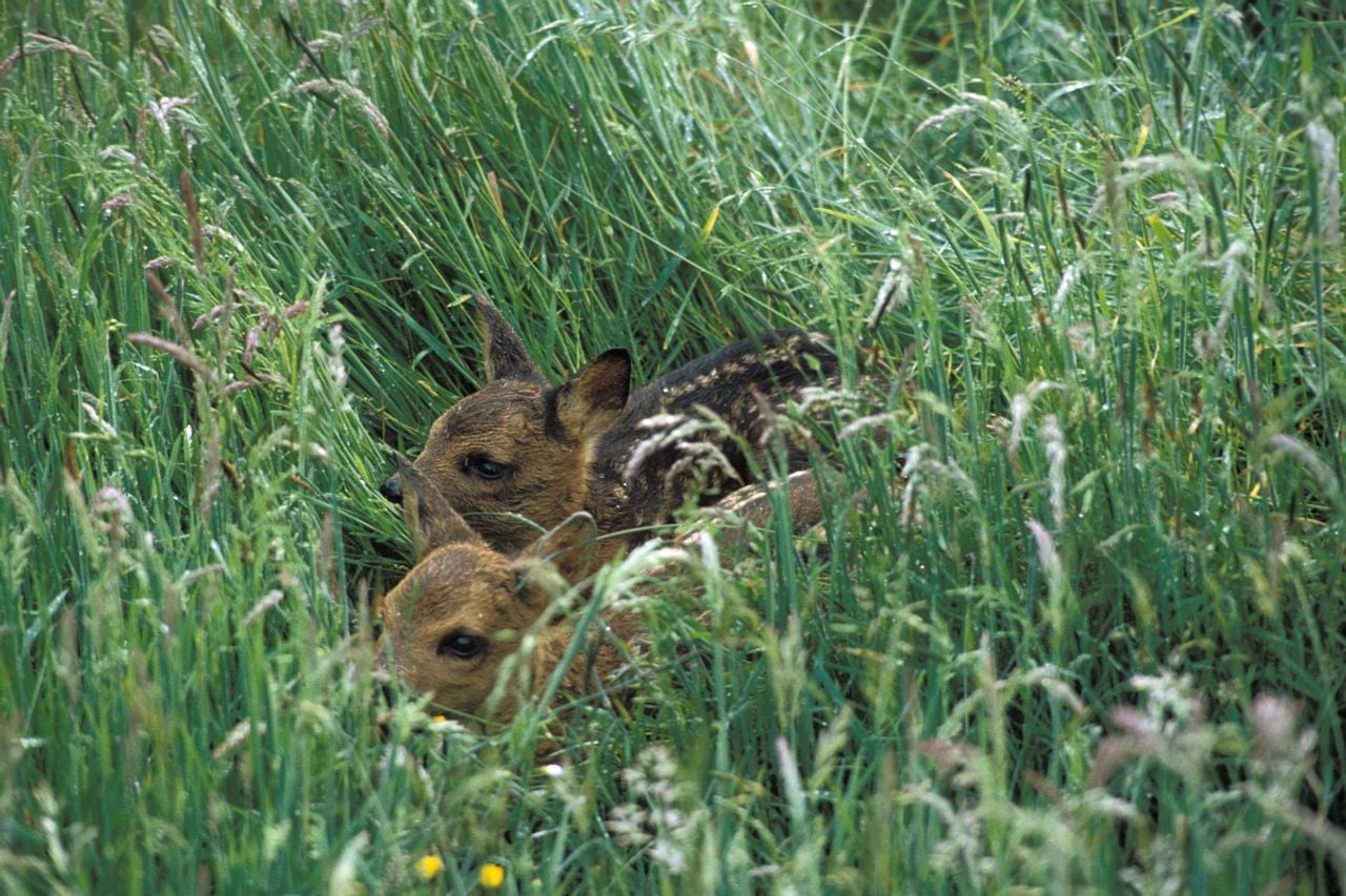 Twee reekalfjes (foto: Saxifraga/Janus Verkerk).