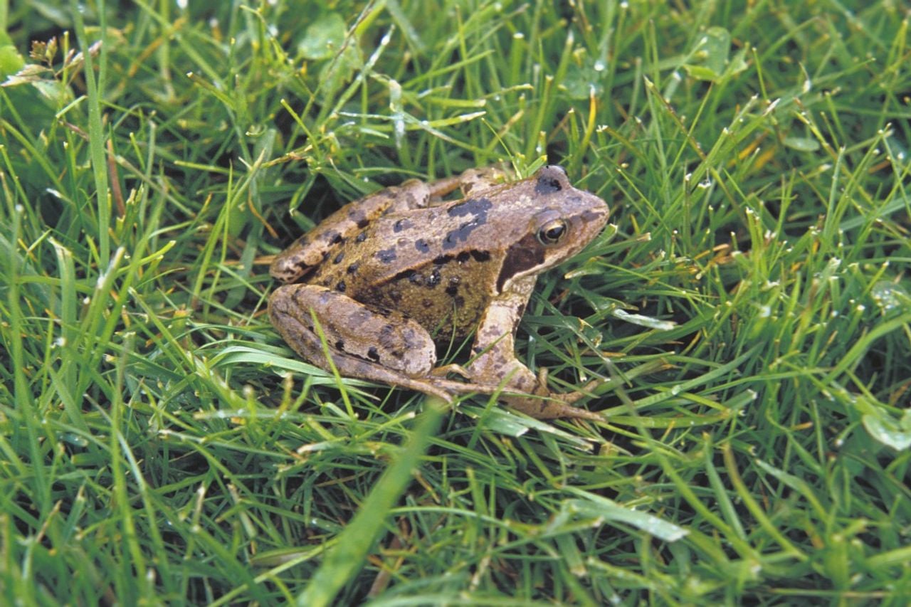 Een bruine kikker (foto: Saxifraga/Kees Marijnissen).