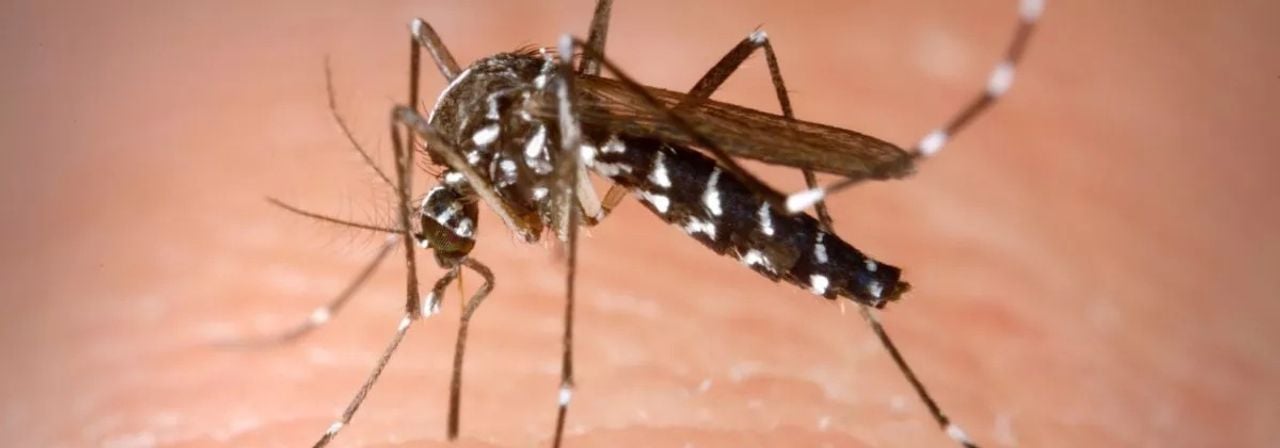 Een Aziatische tijgermug (foto: KAD.nl).