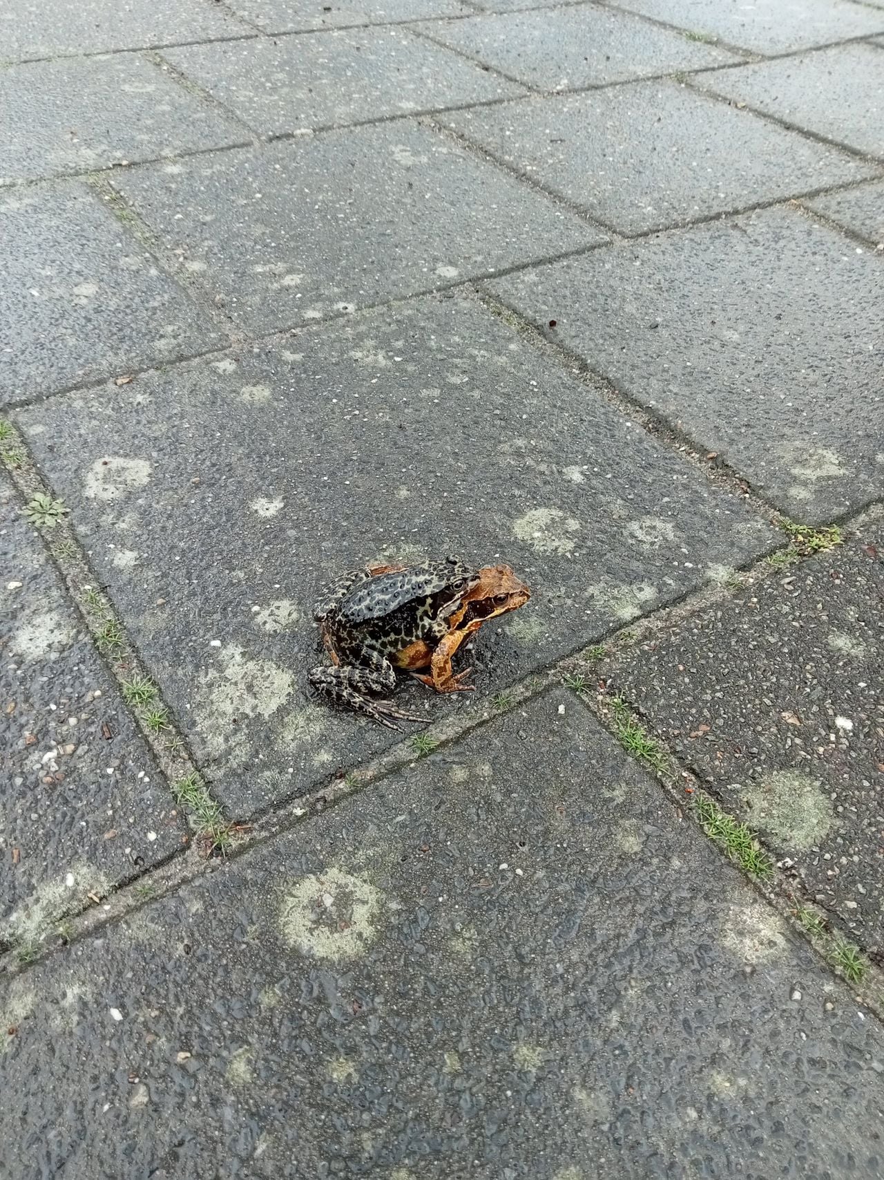 Twee bruine kikkers in paringshouding (foto: Trudy van Meel).