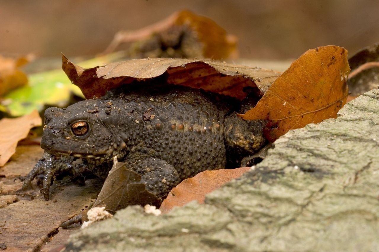 Een gewone pad (foto: Saxifraga/Jan Nijendijk).