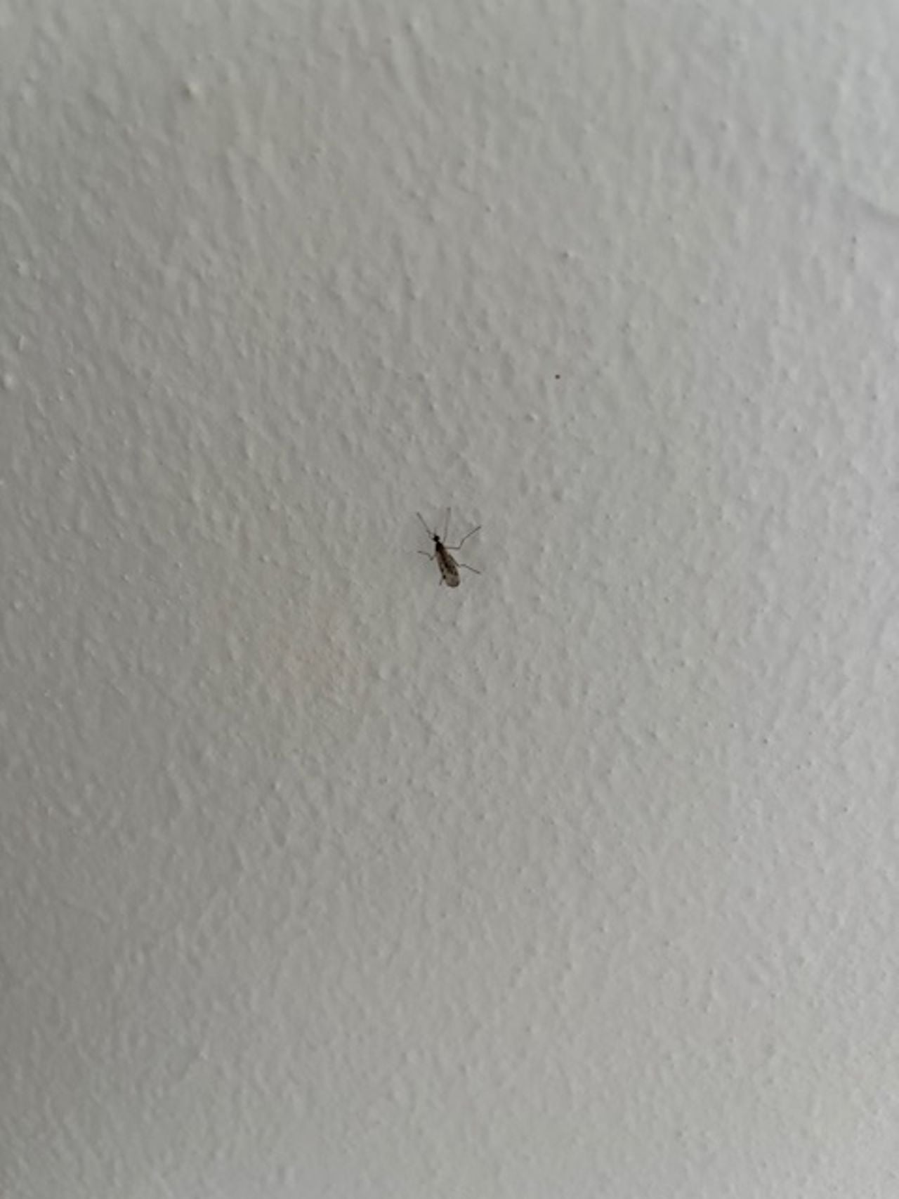 Een soort venstermug (foto: Henk Martens).