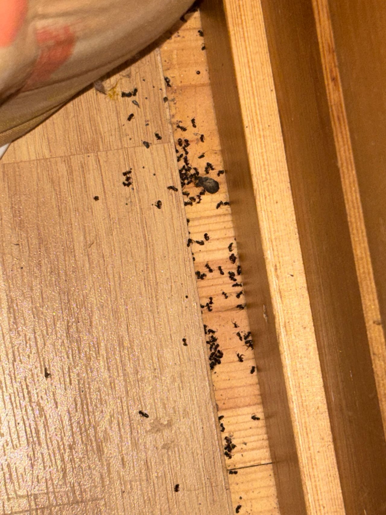 Vermoedelijk dode zwartbruine wegmieren (foto: Niek Creemers).